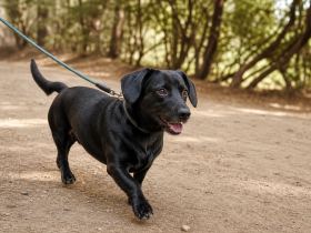 A black Dachshund Lab mix trotting on a leash along a dirt path with trees behind