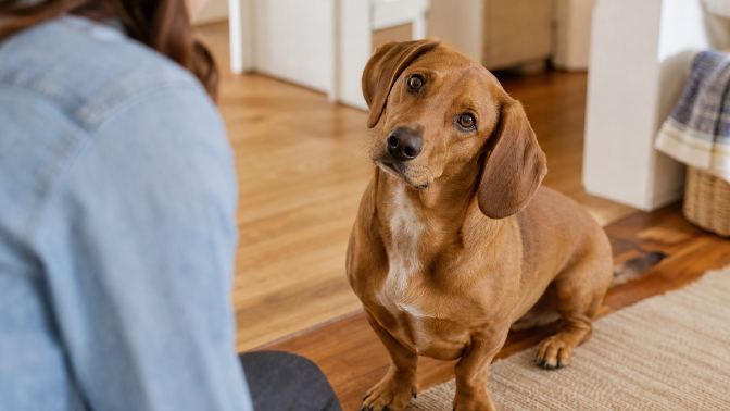 Alert brown dog with drop ears tilting its head while watching its owner