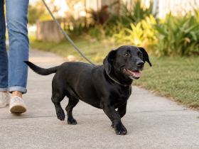 Short-legged black Lab mix trotting on a leash along a suburban sidewalk